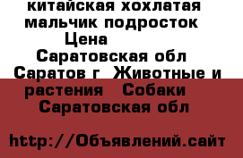 китайская хохлатая  мальчик подросток › Цена ­ 7 000 - Саратовская обл., Саратов г. Животные и растения » Собаки   . Саратовская обл.